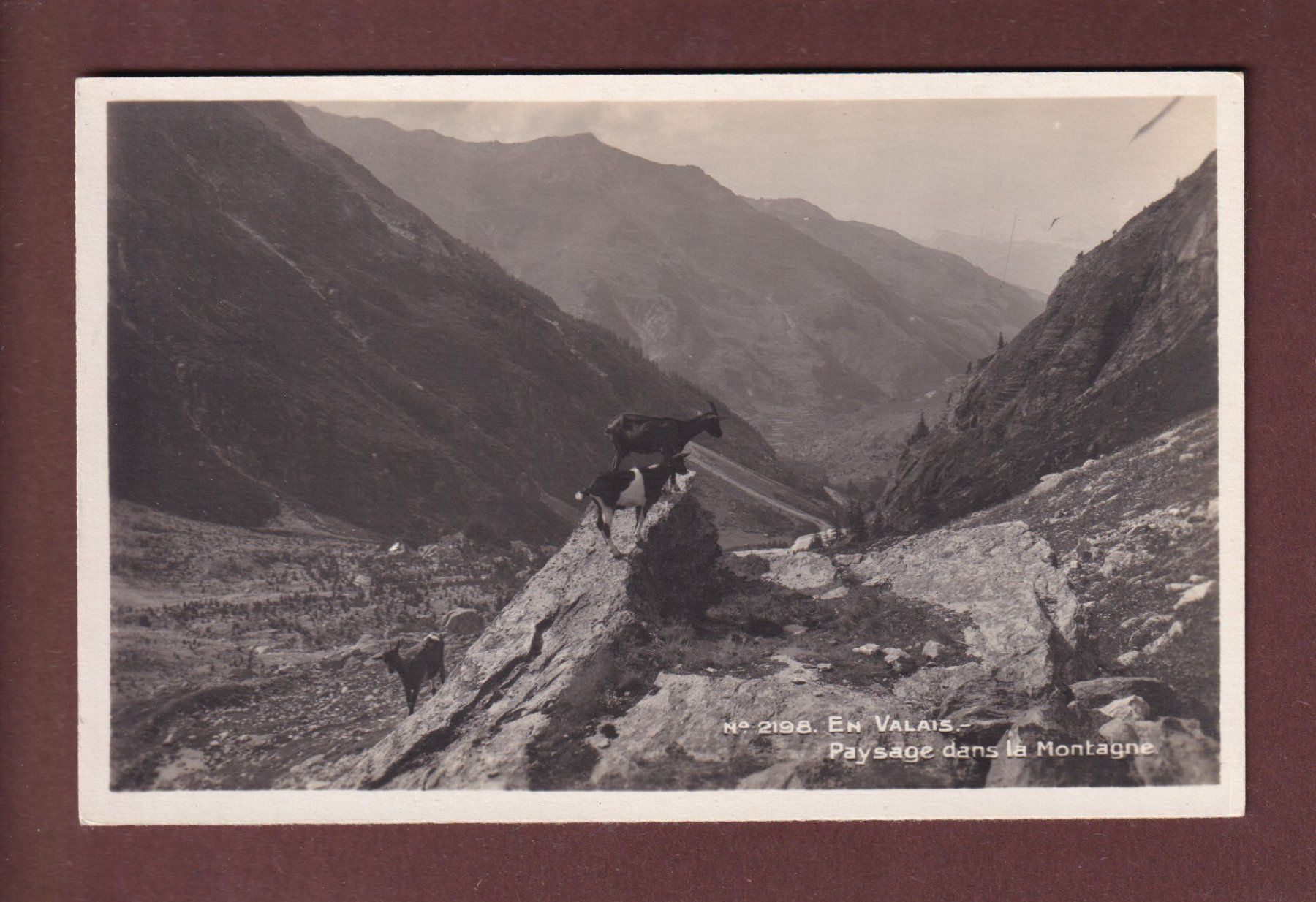Ansichtskarten: En VALAIS - Chèvres – Gebraucht aus Pully von nicecards-shop