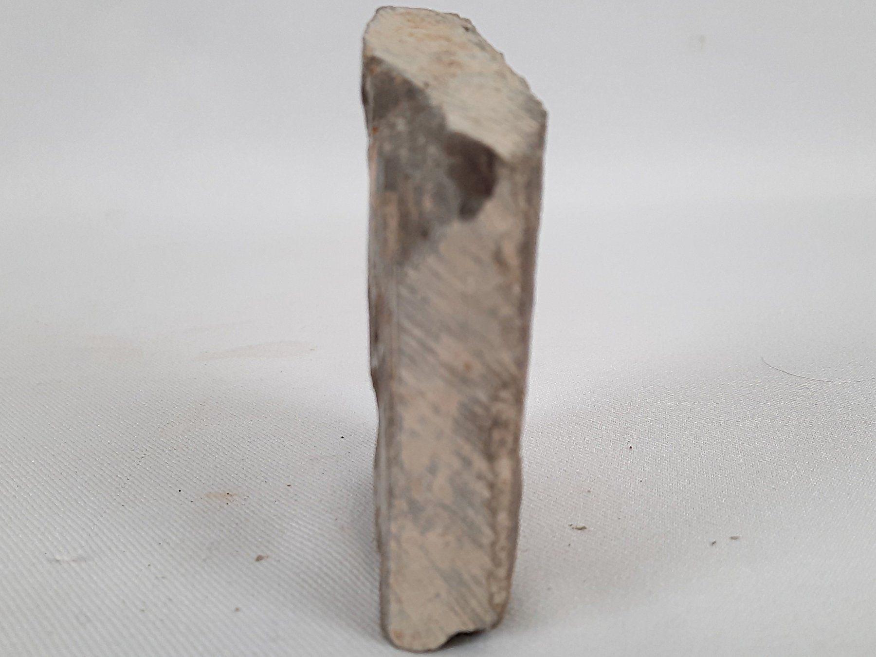 Fossili: Fossile Trilobiten in Matrix – Usato da Beinwil am See venduto da Restwert_Beinwil 4