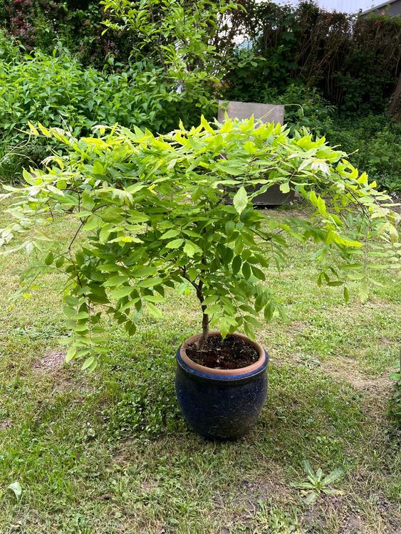 Blauregen Baum Kaufen auf Ricardo