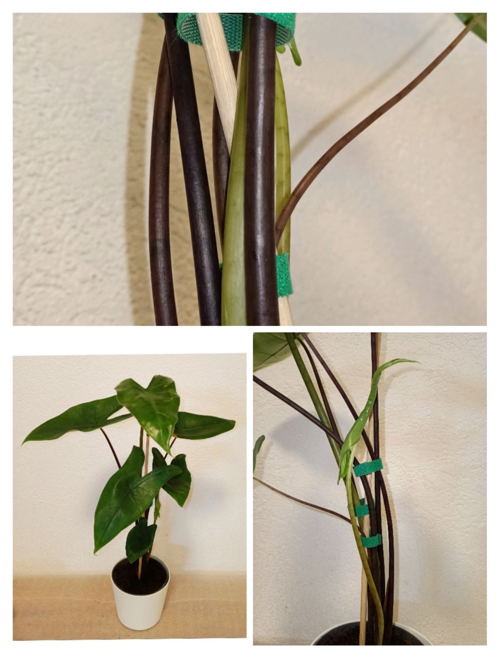Piante & sementi: Alocasia Zebrina " Black Stem " – Nuovo (secondo la descrizione) da schöftland venduto da UniquePlants