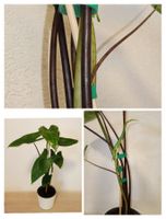 Alocasia Zebrina " Black Stem "