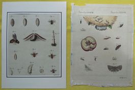 Kupferstich 2x Schädlinge, J. Schmuzer, um 1790