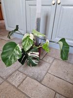 Monatera deliciosa albo 