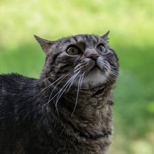 Profile image of hellcat1944