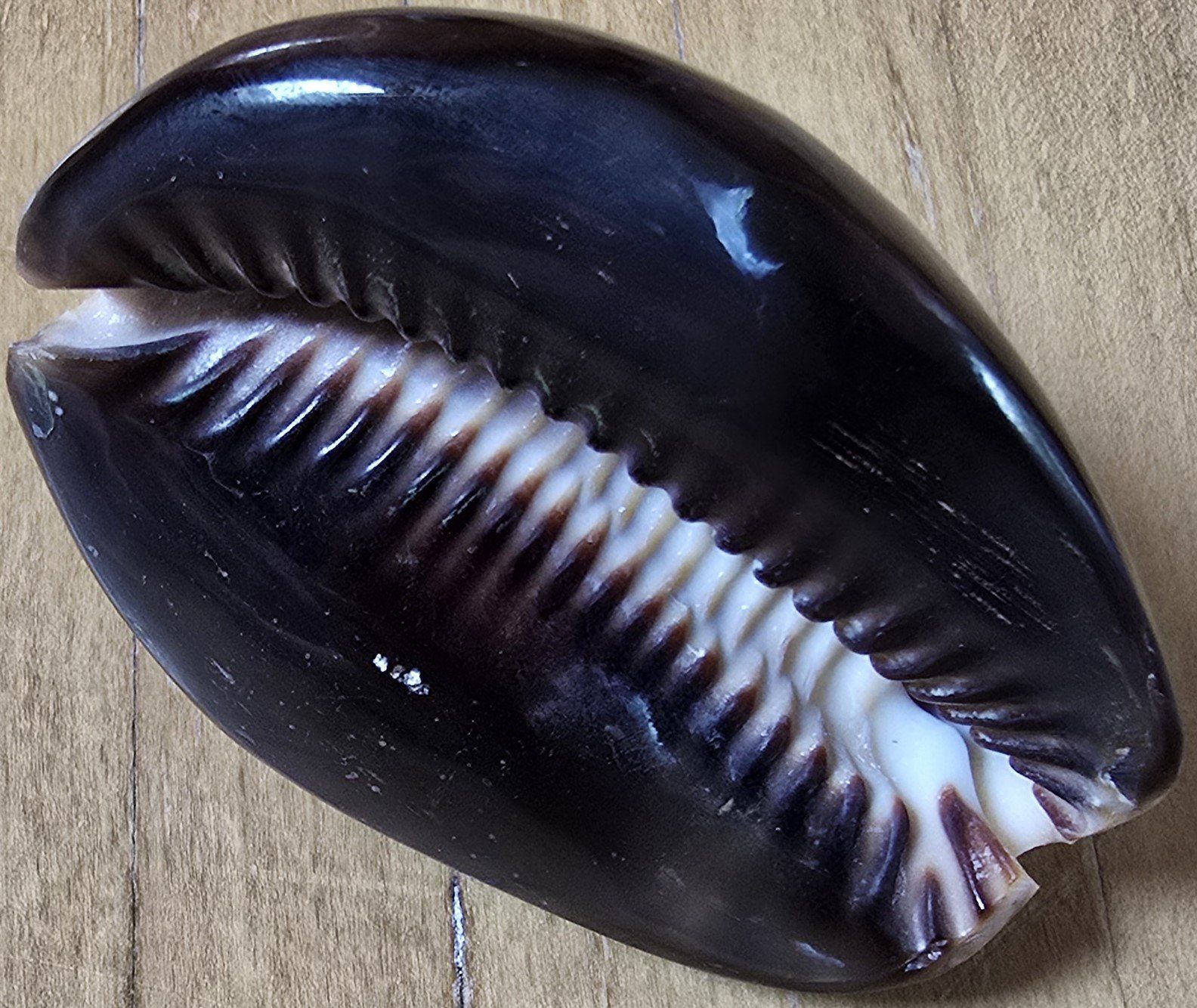 Fossili: Wunderschöne echte Meeresmuschel ca. 8.5 cm – Usato da Froideville venduto da xXSebastienXx 1
