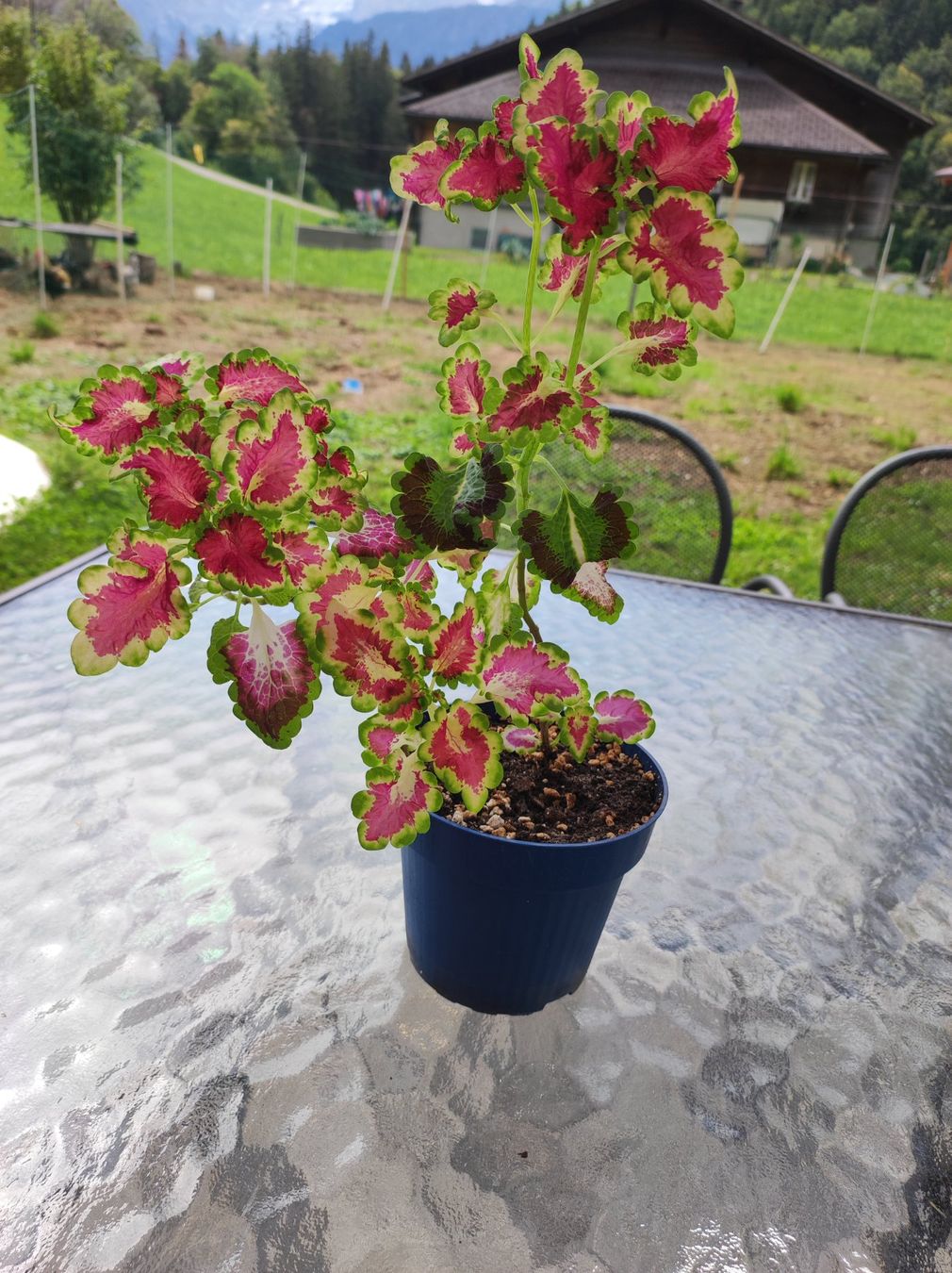 Plantes & graines: Coleus – D'occasion à Hasliberg Hohfluh par eva_9895 2