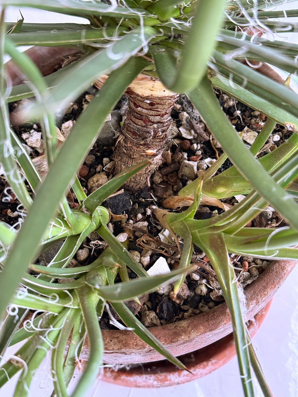 Piante & sementi: Agave parviflora***** – Nuovo (secondo la descrizione) da Dübendorf venduto da Orchid18 3