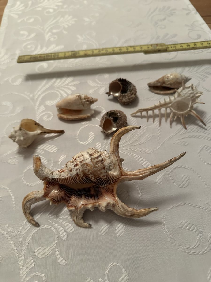 Tutte le decorazioni: Muscheln. – Usato da Schöfflisdorf venduto da Katrins02 6
