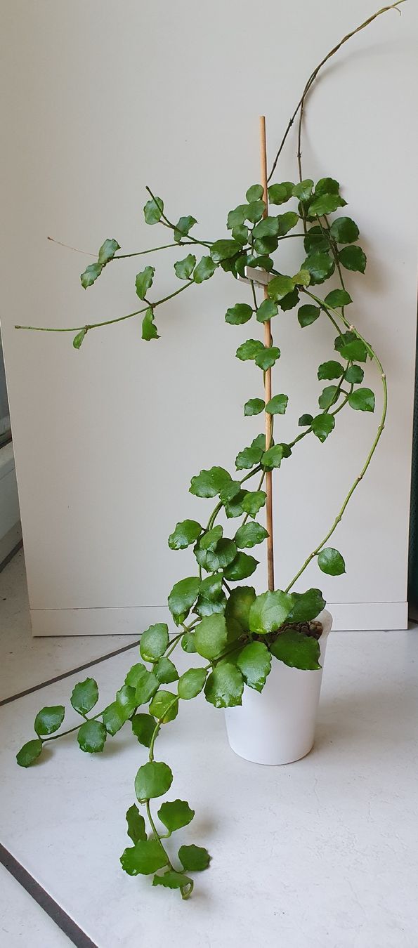 Pflanzen & Samen: Hoya Kanyakumariana – Gebraucht aus Erlinsbach SO von Lea030 2