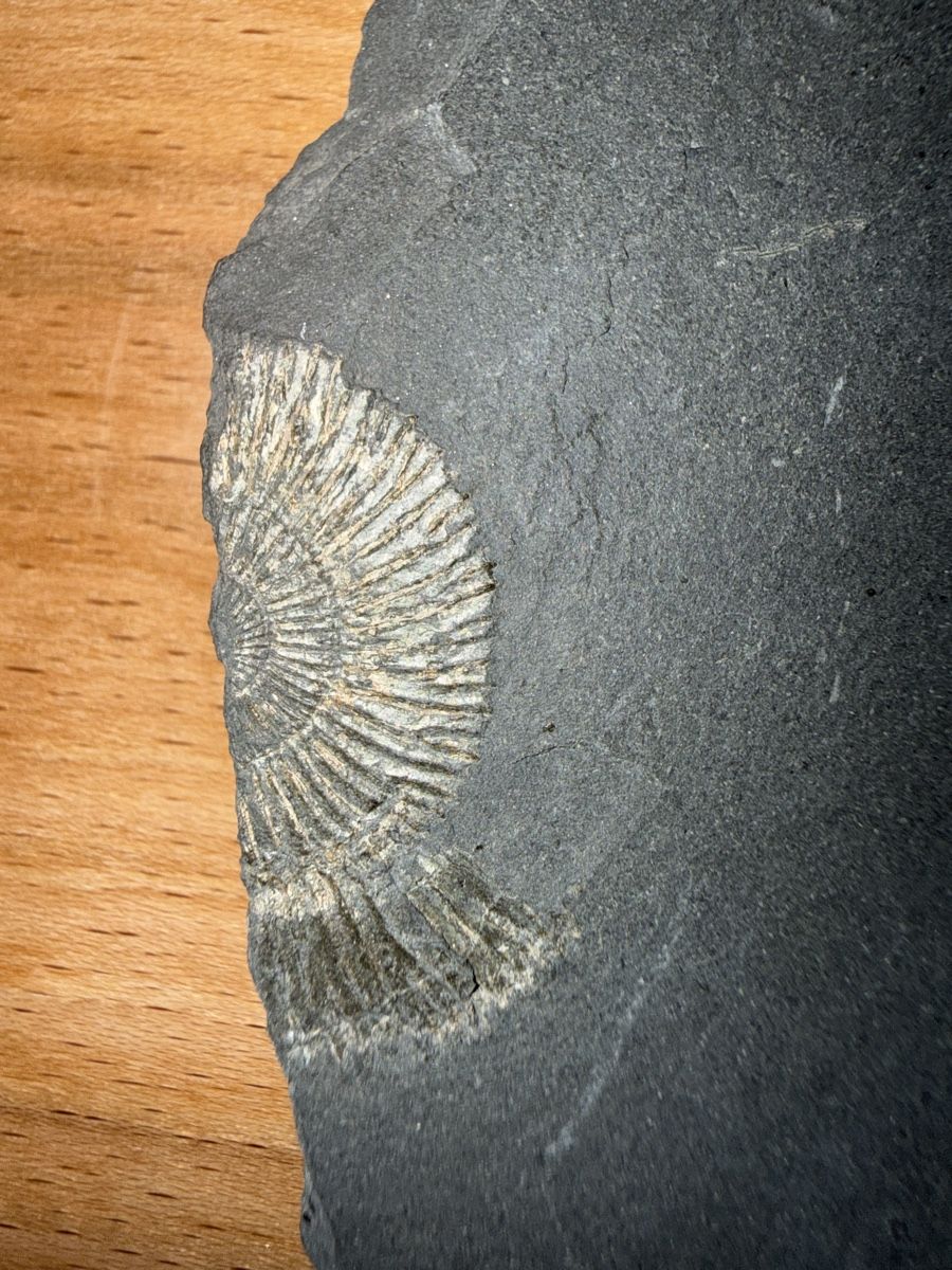 Fossili: Versteinerung pyritisirter Ammonit – Usato da Grenchen venduto da Bastet007 3