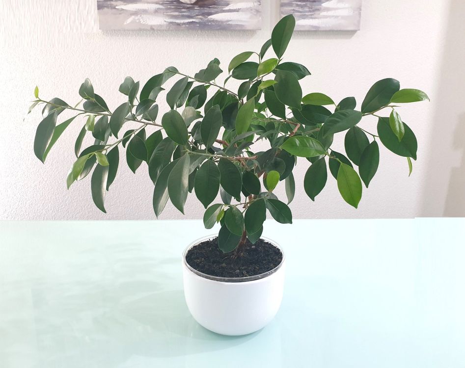 Pflanze Bonsai Birkenfeige / Ficus benjamina / Benjamini Kaufen auf
