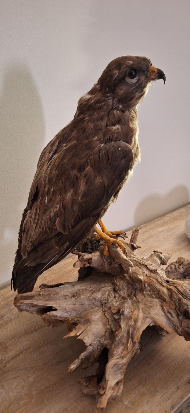 Monde des animaux: Mäusebussard Präparat – D'occasion à Uzwil par Arusha21 3