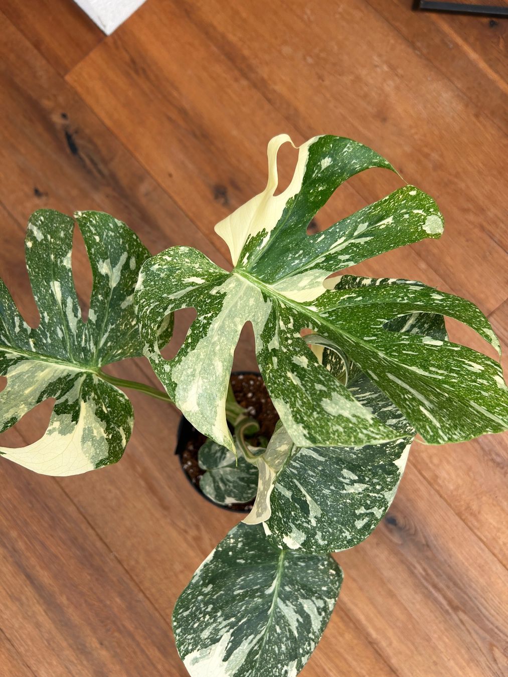 Piante & sementi: Monstera Thai Constellation💚 – Usato da Wattwil venduto da Mikesplantshop 1