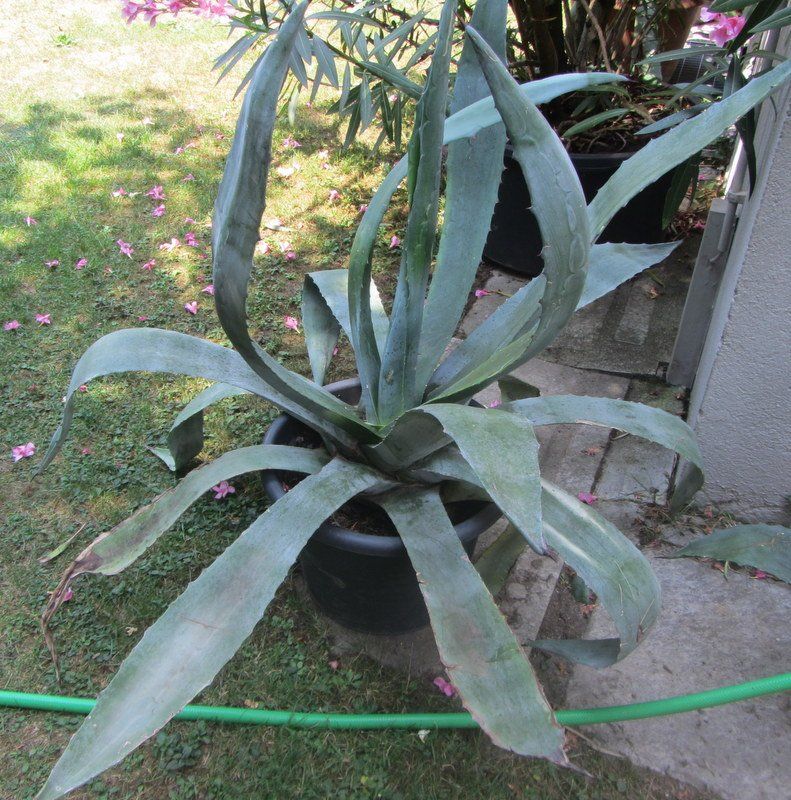 Piante & sementi: Agave 100 cm hoch – Usato da Kreuzlingen venduto da heinrich7h 2