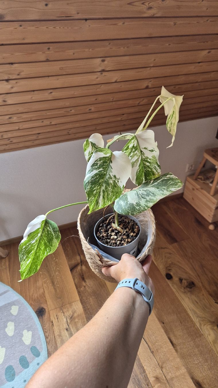 Piante & sementi: Monstera Albo Variegata Pflanze – Nuovo (secondo la descrizione) da Horgenberg venduto da callmeloco