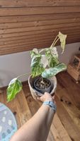 Monstera Albo Variegata Pflanze