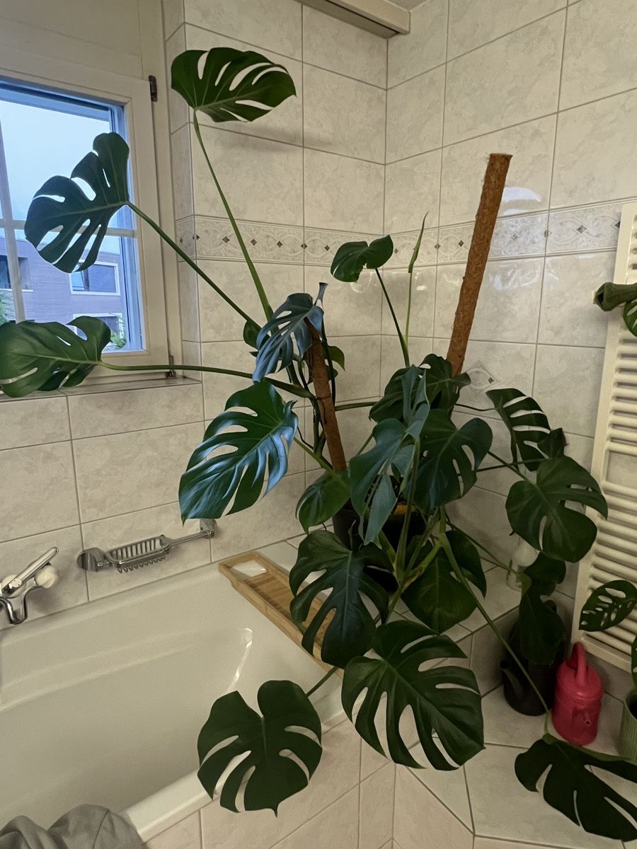 Piante & sementi: Monstera Deliciosa – Usato da Reinach AG venduto da Manuel63637 2
