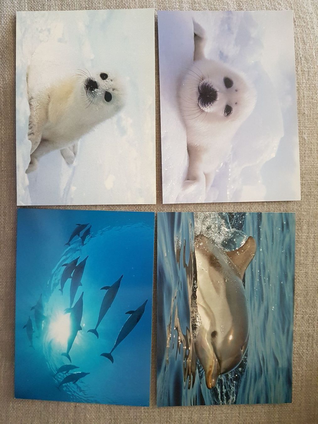 Cartoline: 4x Karten Ocean Care / Delfine u. Robben – Nuovo (secondo la descrizione) da Oberengstringen venduto da Sheera7