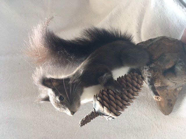 TAXIDERMIE -Ancienne "TETE de FOUINE " ? A déterminer. - Massacres