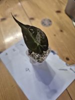 Baby Alocasia Pink Dragon