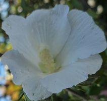 Hibiskus Pflanze weiss Gartenstrauch Totus albus