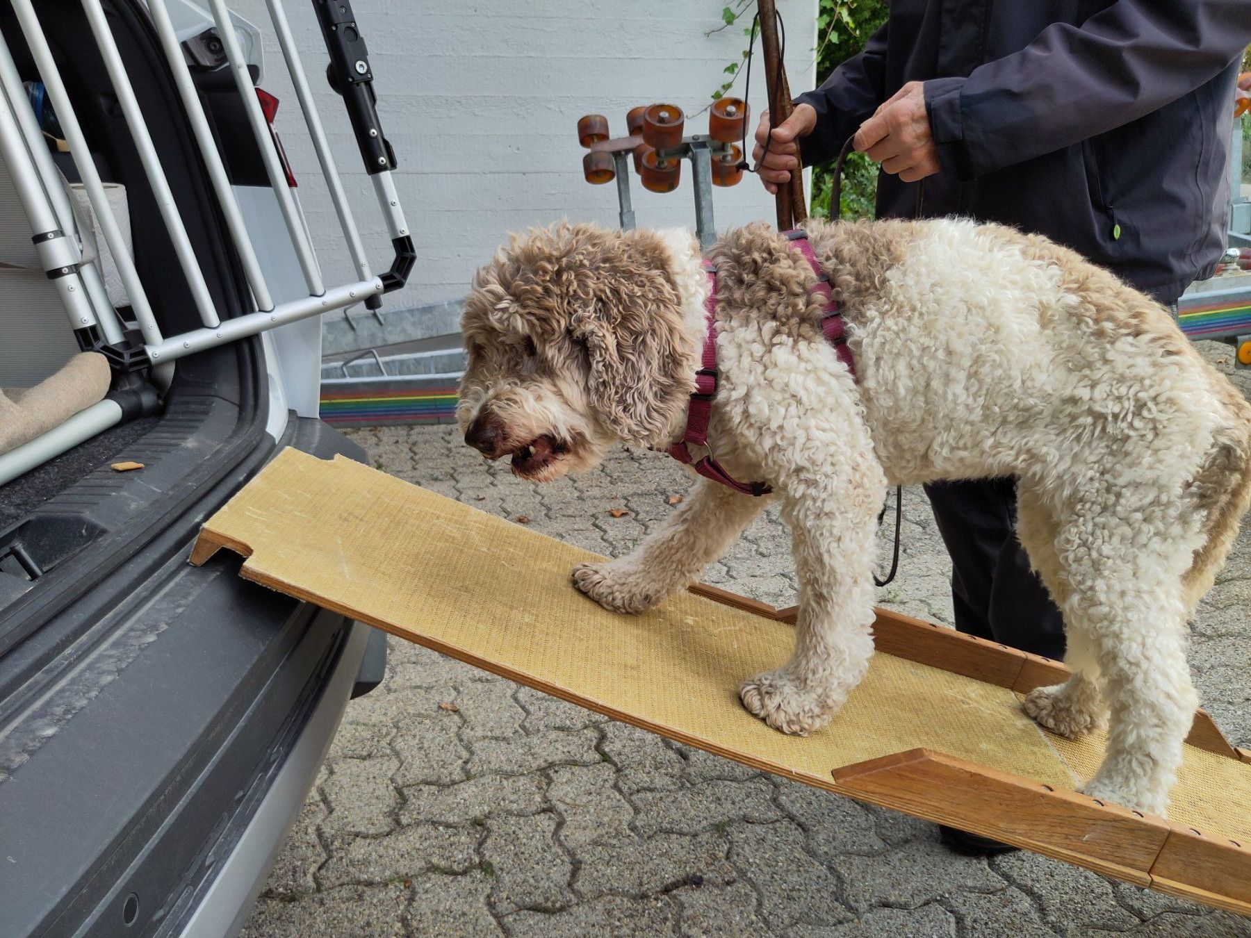 Käfige, Transport & Sicherheit: Hunde - Rampe – Gebraucht aus Bachenbülach von pwider 1