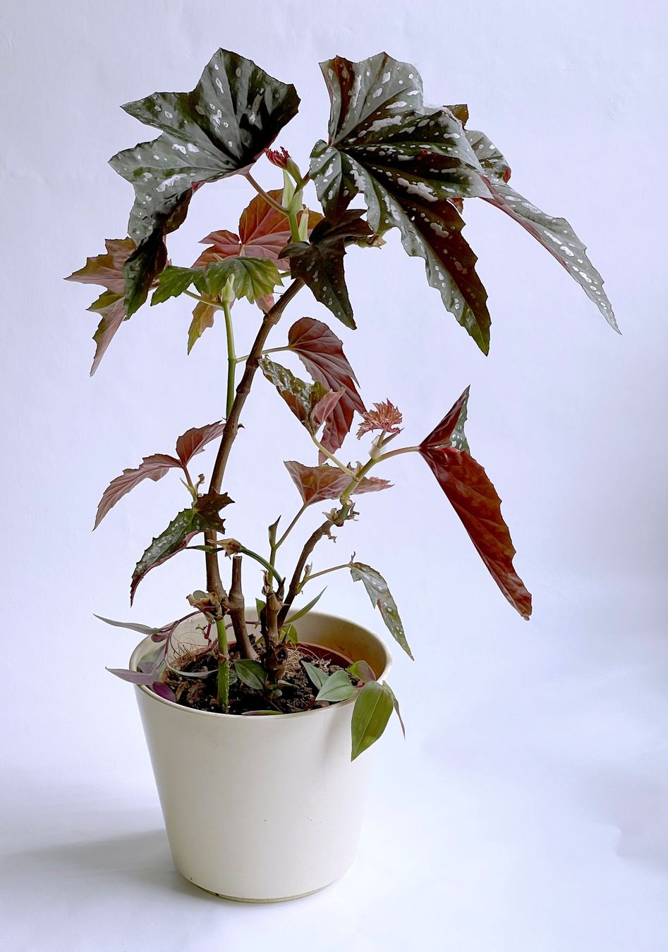 Piante & sementi: BEGONIA*Aconitifolia***** – Nuovo (secondo la descrizione) da Dübendorf venduto da Orchid18