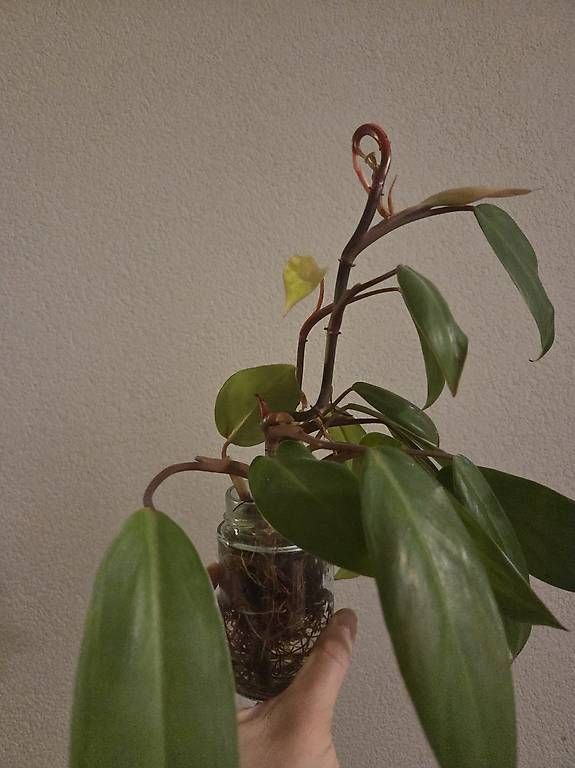 Plantes & graines: Philodendron Painted Lady – D'occasion à Bern par deb_t8fl 3