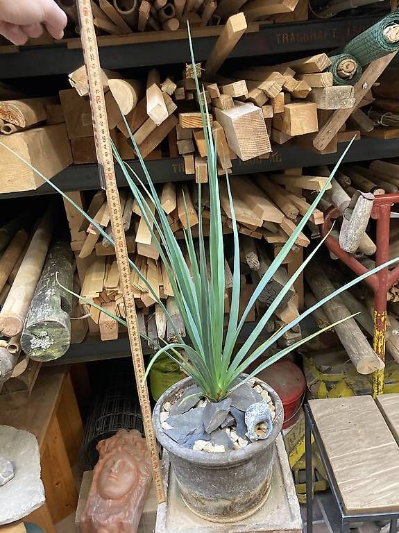 Plantes & graines: Dracaena cinnabari (Drachenblutbaum) – D'occasion à Liestal par PrebenZwei