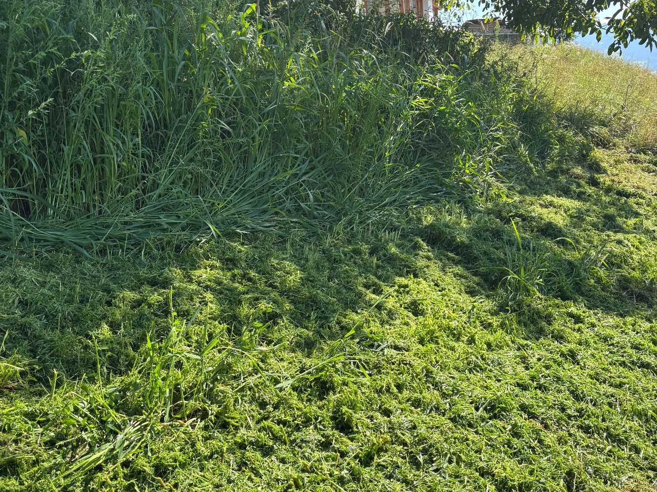 Aebi Tutte le macchine: Mulcher 1.3 m MIETEN passend zu Rapid oder Aebi – Usato da Kastanienbaum venduto da acapulco 5
