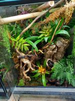 Terrarium 40x40x60-Neu-Fertig eingerichtet