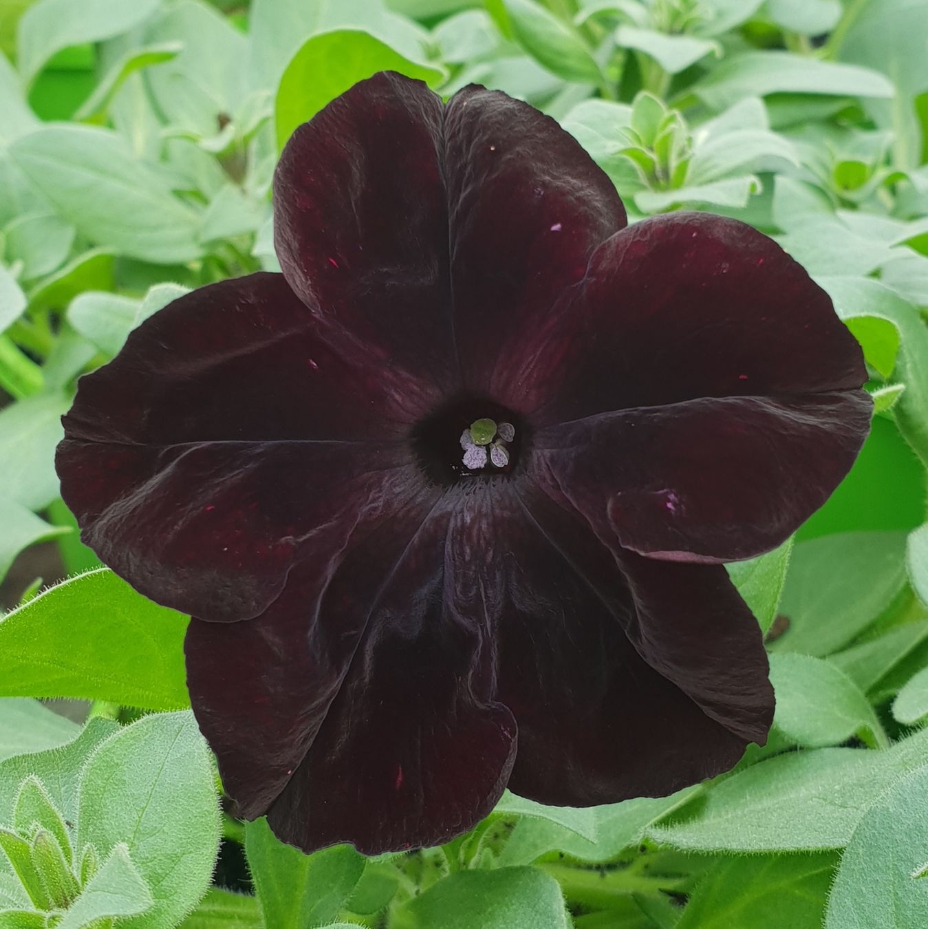 Piante & sementi: 10 Petunia SOPHISTICA BLACKBERRY Samen ( Pellets ) – Nuovo (secondo la descrizione) da Ehrendingen venduto da VerveinaSamen 3