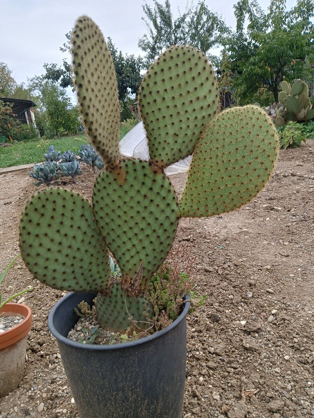 Piante & sementi: Grosse Opuntia Scheeri – Nuovo (secondo la descrizione) da Augst BL venduto da Betsileo