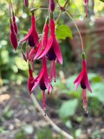 frostharte Scharlach-Fuchsie (Fuchsia magellanica)