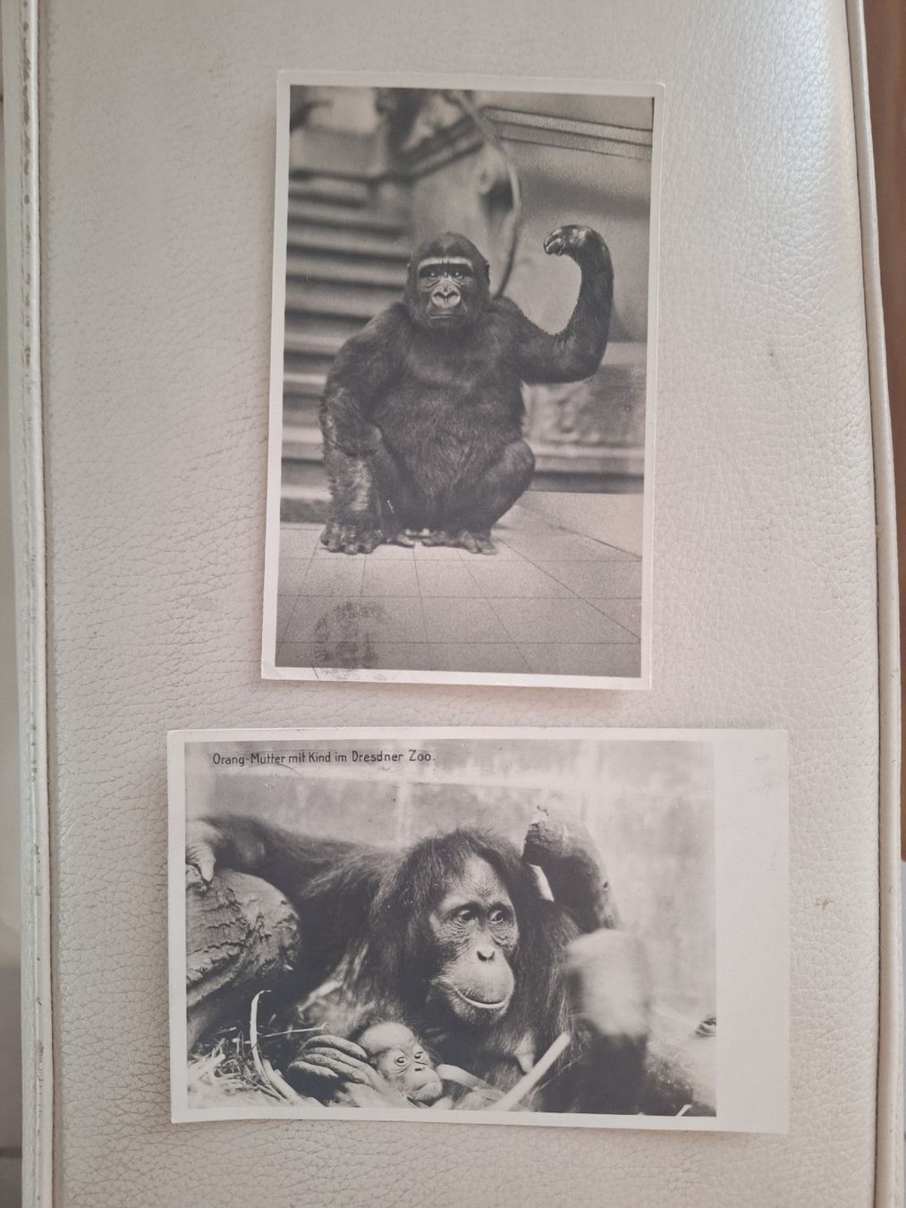 Cartoline postali: 2 Zoo-Ansichtskarten Menschenaffen 1927 / 1931 – Usato da zumikon venduto da lotegrandote