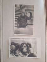 2 Zoo-Ansichtskarten Menschenaffen 1927 / 1931