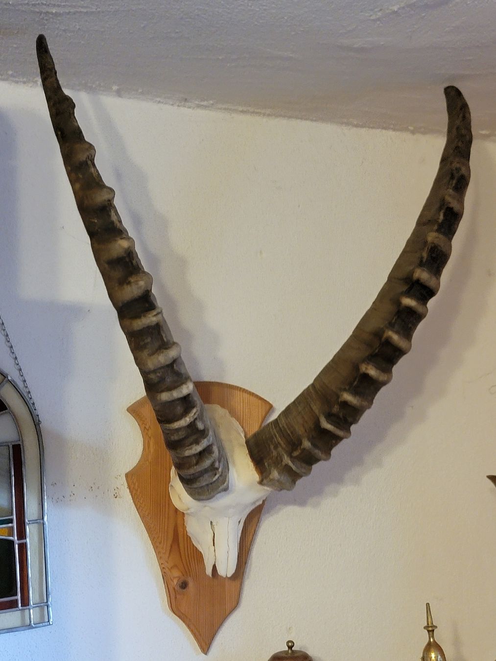 Altre raccolte & rarità: Steinbock 7 1/2 jährig – Usato da Sils im Domleschg venduto da platin01 4