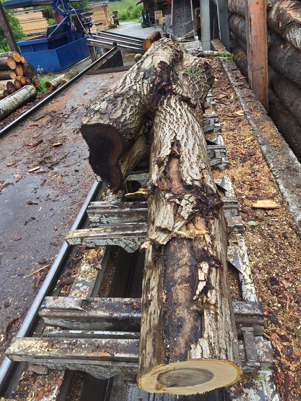 Articoli in legno: Nussbaumstamm Nr.5 – Nuovo (secondo la descrizione) da Ramsei venduto da Waelchris 1