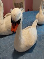 Deko Enten echten federn