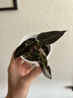 Healthy baby Alocasia Bambino pink variegata :)
