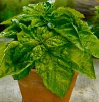 Ab 5.-fr ⚠️RARITÄT⚠️10 Basilikum XL Samen Graines Semi Seeds