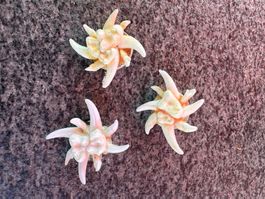 Anstecker / Edelweiss / Jagd / Fuchszähne