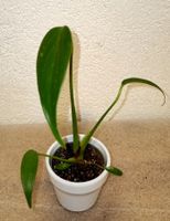 Monstera Burle Marx Flame