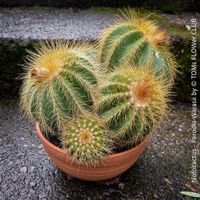 Notocactus (Parodia) Warasii - Kaktusfamilie - 5-6 Pflanzen