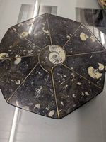 Fossilienplatte Orthoceras / Ammoniten
