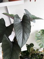 Alocasia Reginae (mother plant)