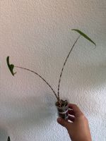 Alocasia Zebrina - ab CHF 1.-🪴