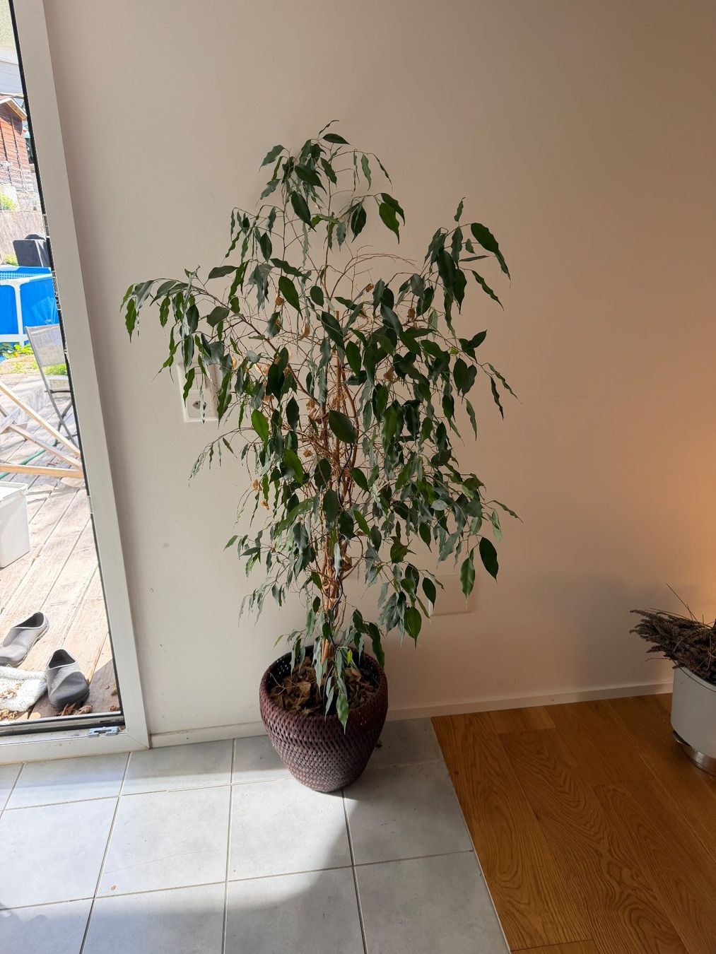Piante & sementi: FICUS BENJAMINA 160cm – Usato da Stettfurt venduto da loeschoe