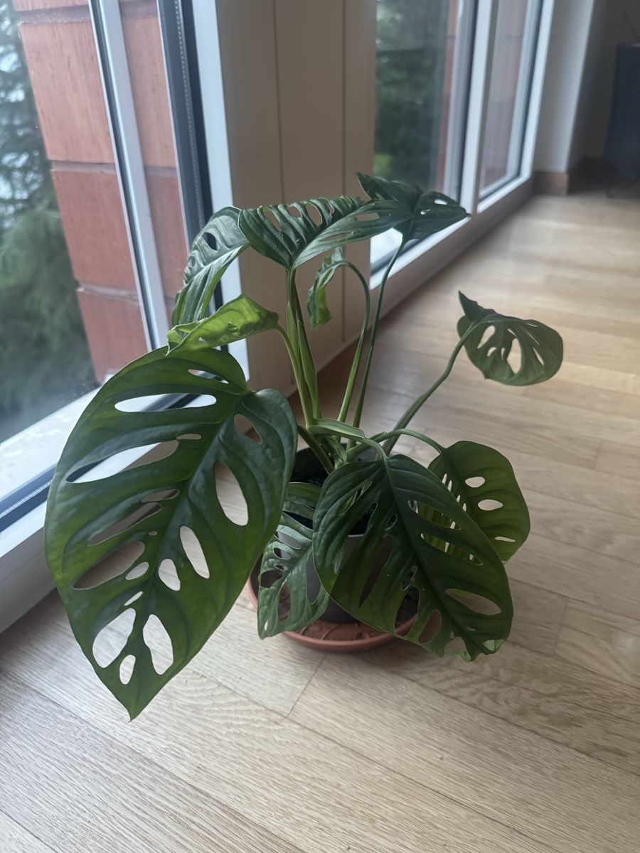 Piante & sementi: Monstera im Topf – Usato da Zug venduto da arlettek_