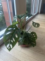 Monstera im Topf
